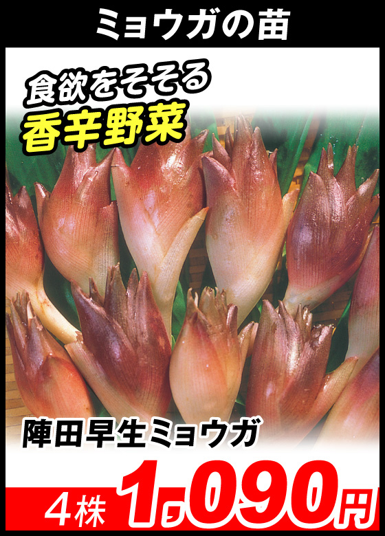 陣田早生ミョウガ