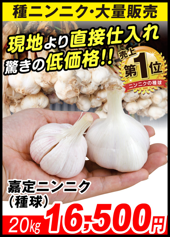 嘉定ニンニク・種球
