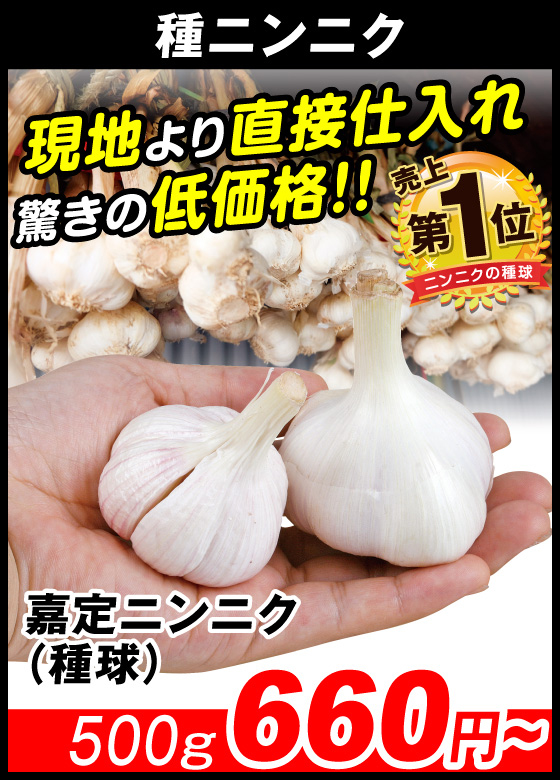 嘉定ニンニク・種球