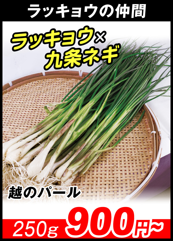 越のパール