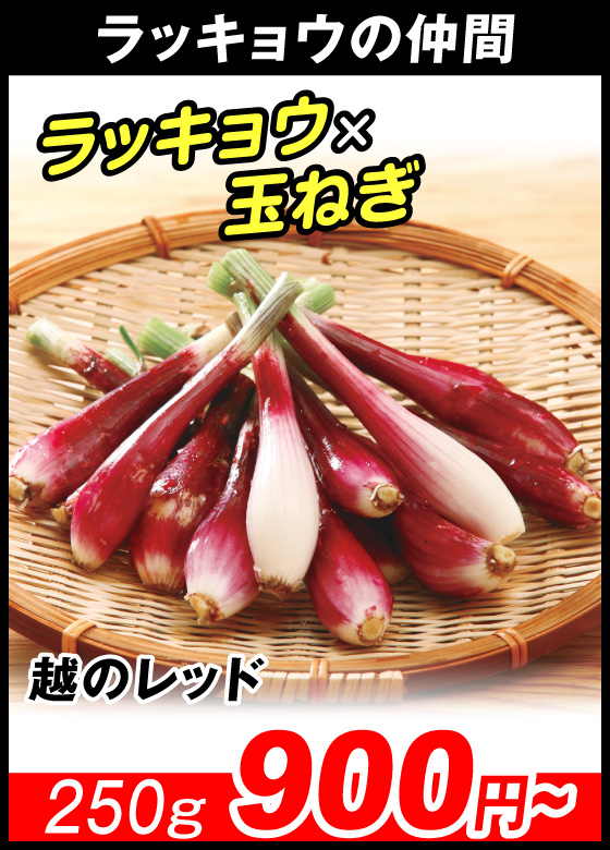 越のレッド