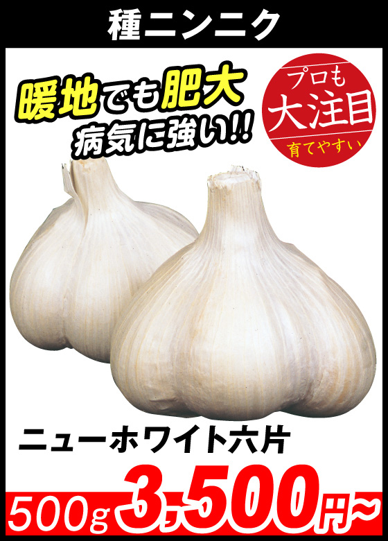 ニューホワイト六片