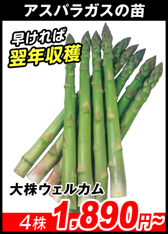大株ウェルカム