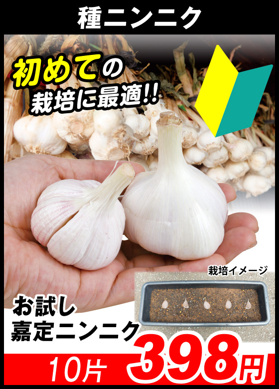 お試し嘉定ニンニク