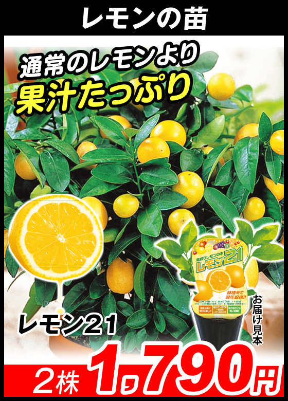 レモン21