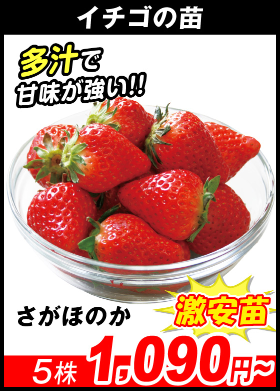 さがほのか