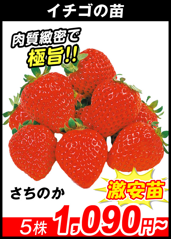 さちのか