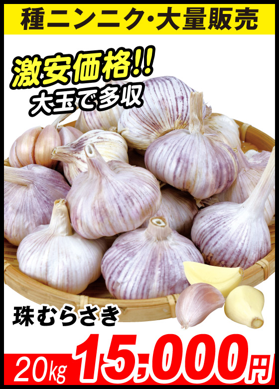 珠むらさき