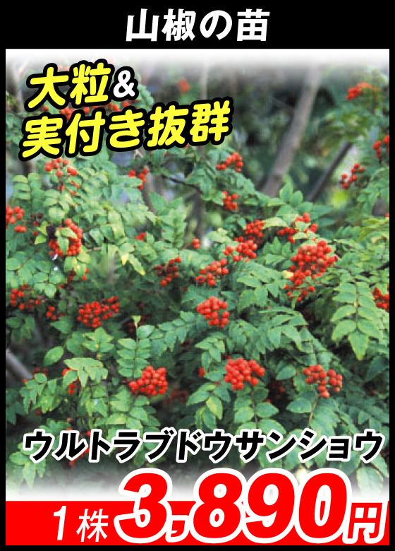ウルトラブドウサンショウ