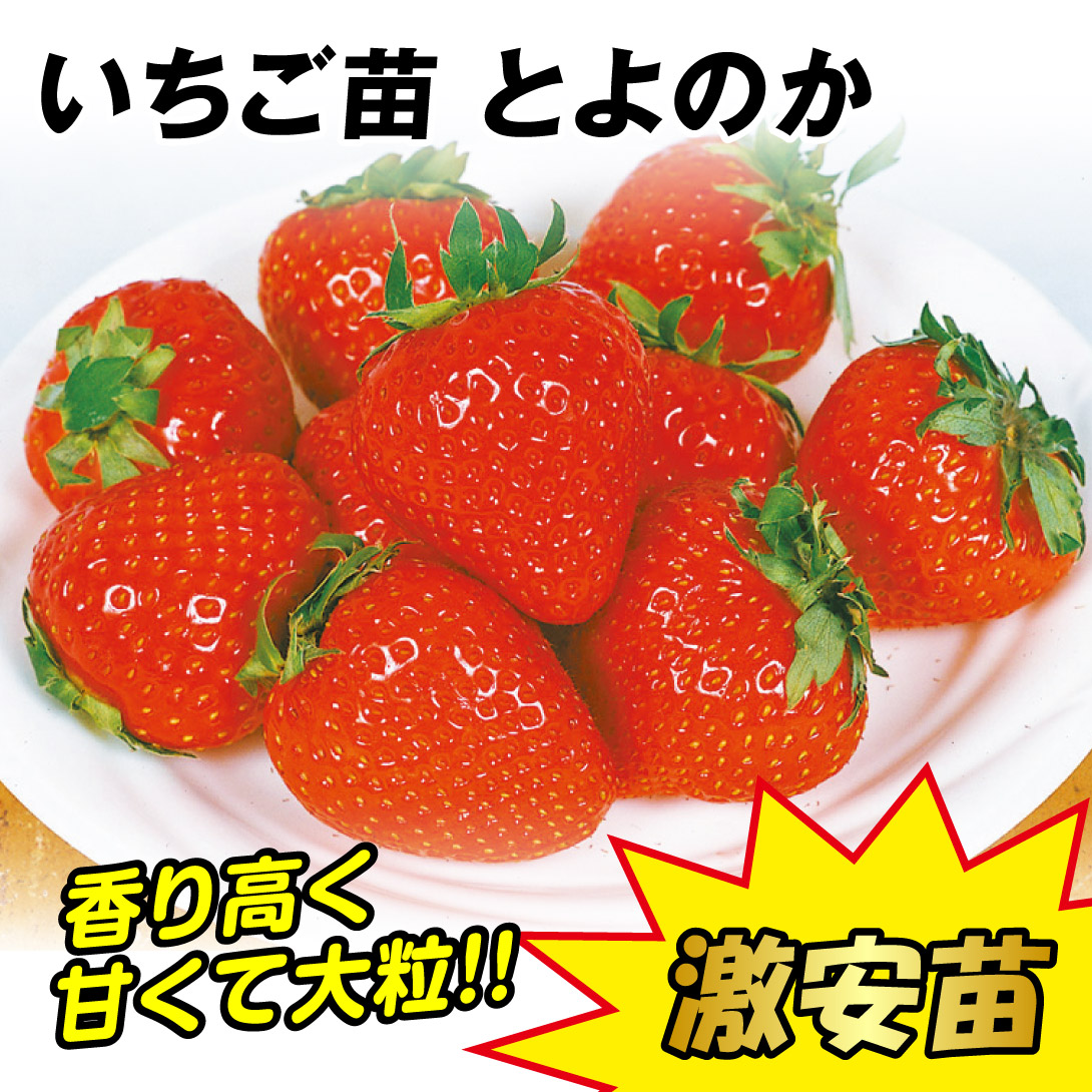 とよのか