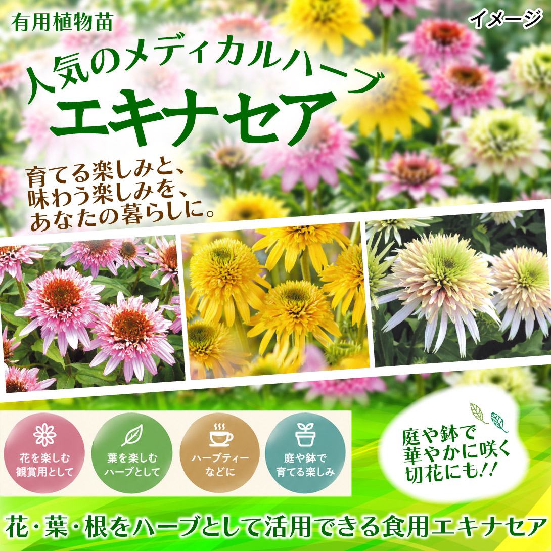 やよいひめ