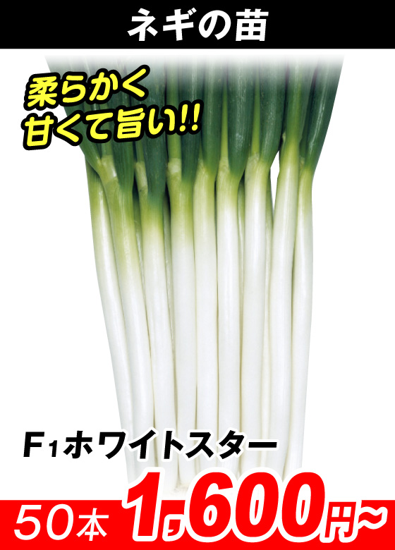 F1ホワイトスター