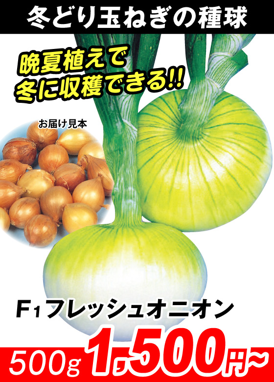 冬どりF1フレッシュオニオン