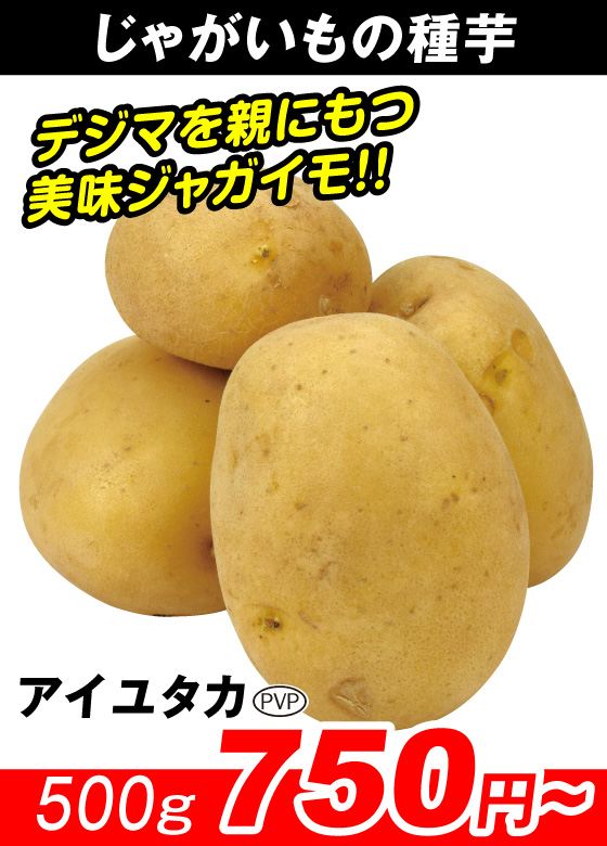 アイユタカPVP
