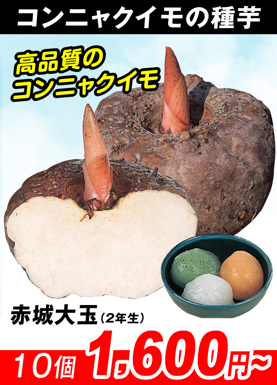 赤城大玉コンニャク芋