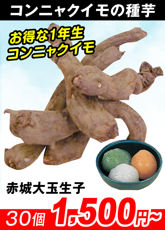 赤城大玉生子 コンニャク芋
