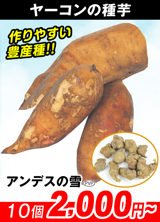 アンデスの雪PVP