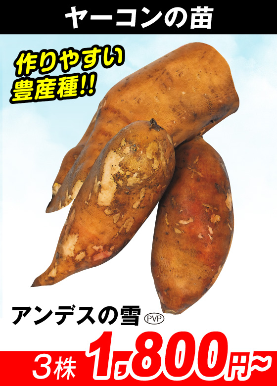 アンデスの雪PVP