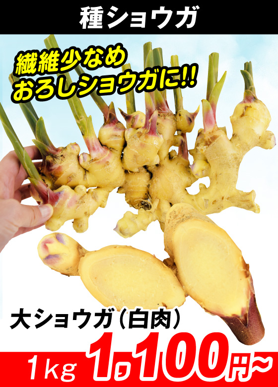 大ショウガ（白肉）