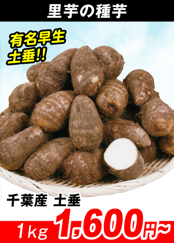 千葉産 土垂　里いも