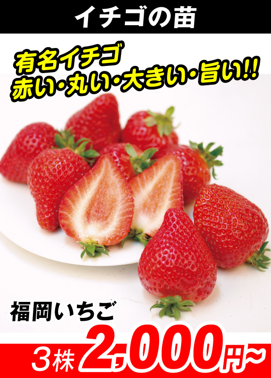 福岡いちご