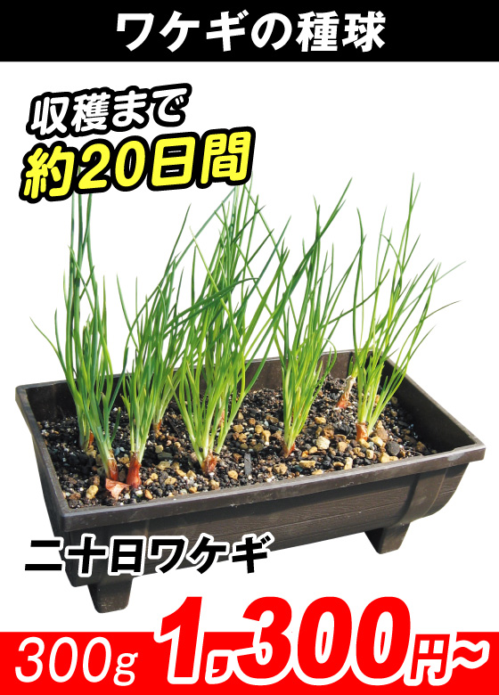 二十日ワケギ