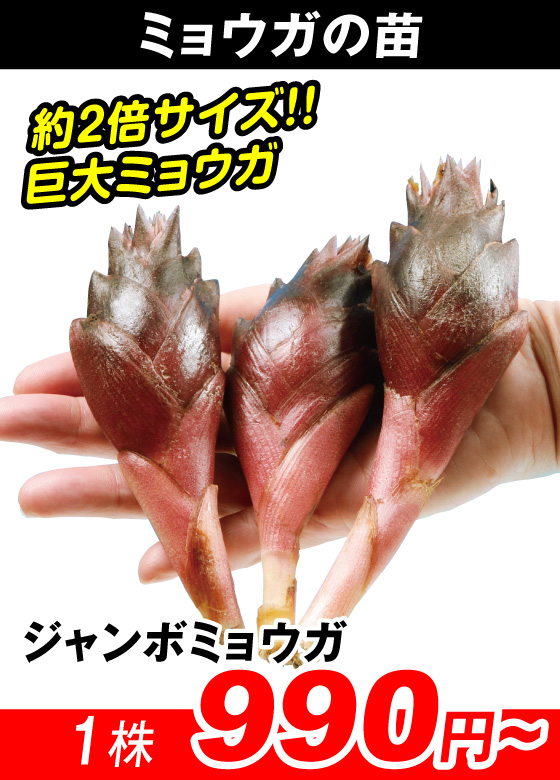 ジャンボミョウガ