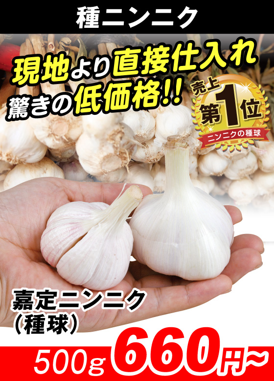 嘉定ニンニク・種球