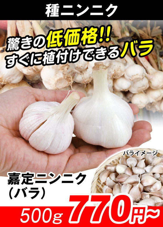 嘉定ニンニク・バラ