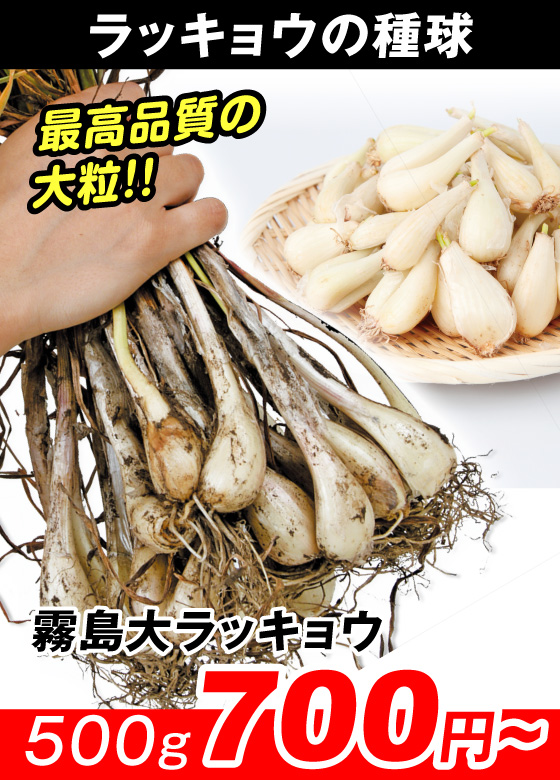 霧島大ラッキョウ