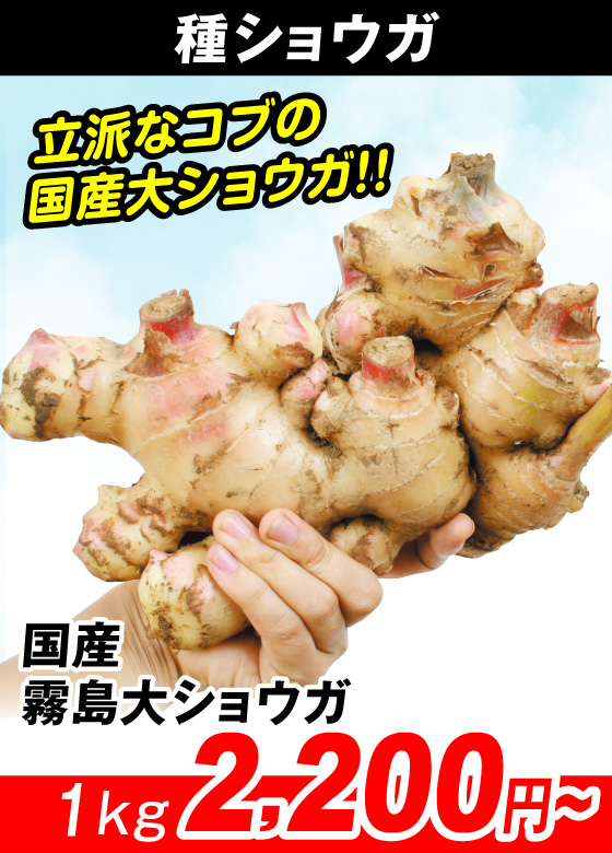 国産霧島大ショウガ