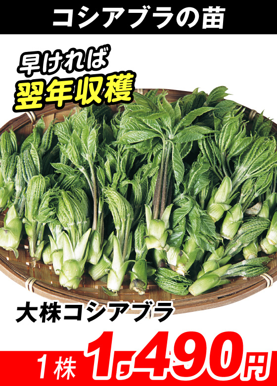 大株コシアブラ