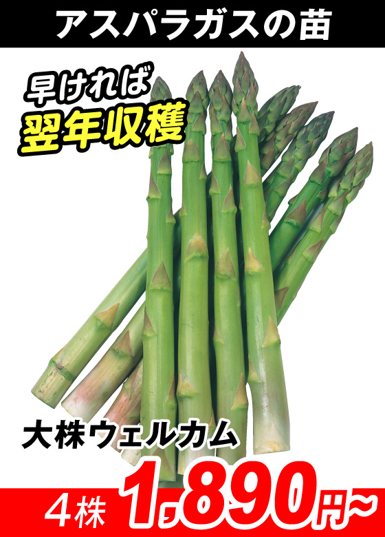 大株ウェルカム