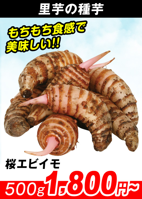 千葉産 桜エビイモ