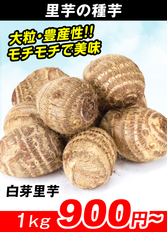 白芽里芋　里いも