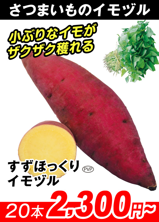 すずほっくりPVP