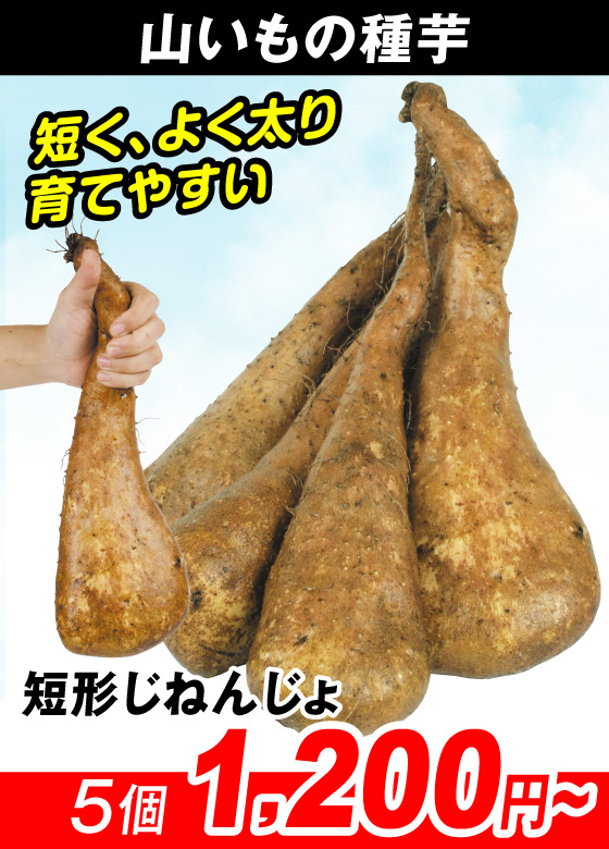 短形じねんじょ