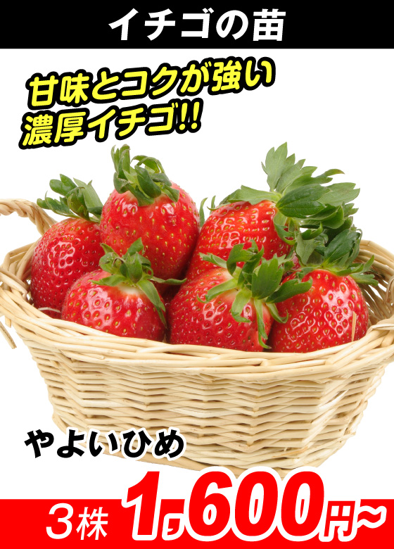 やよいひめ
