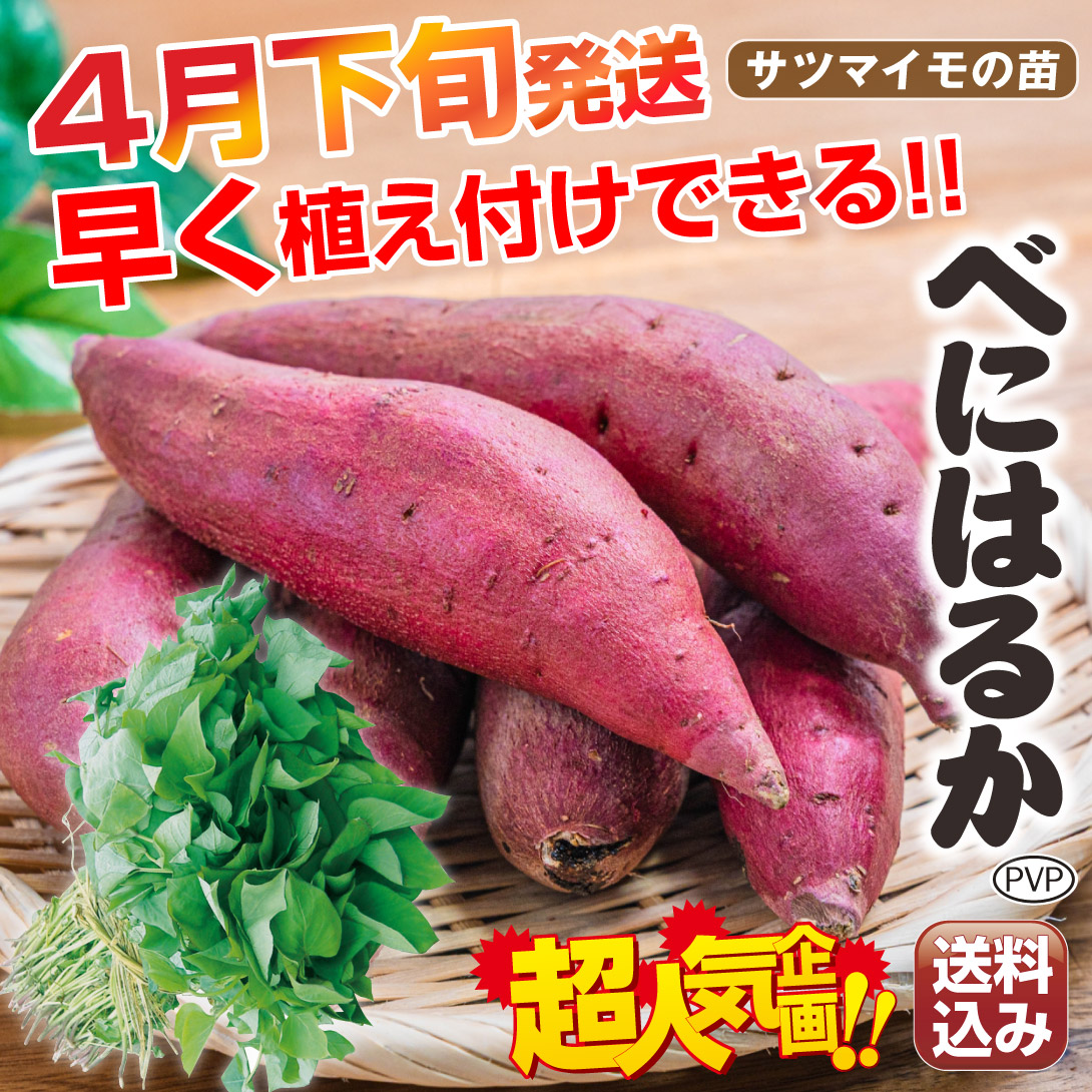 送込べにはるか