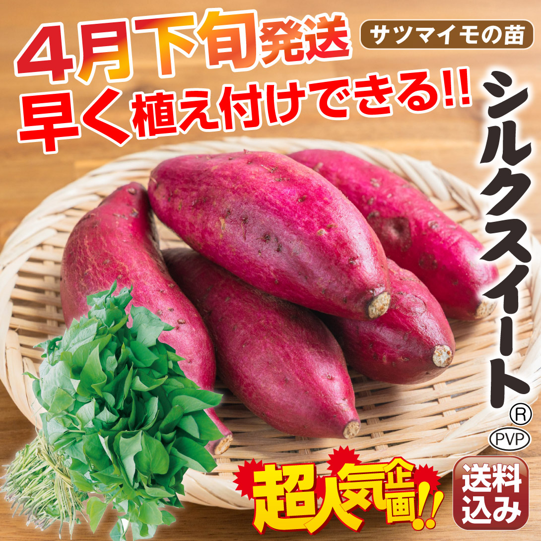 送込シルクスイート