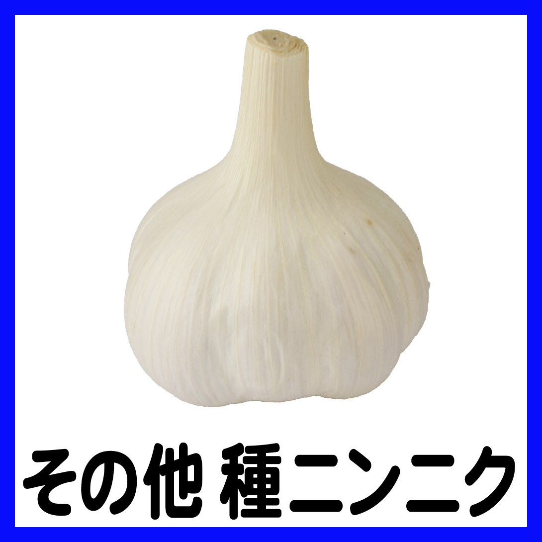 その他種ニンニク