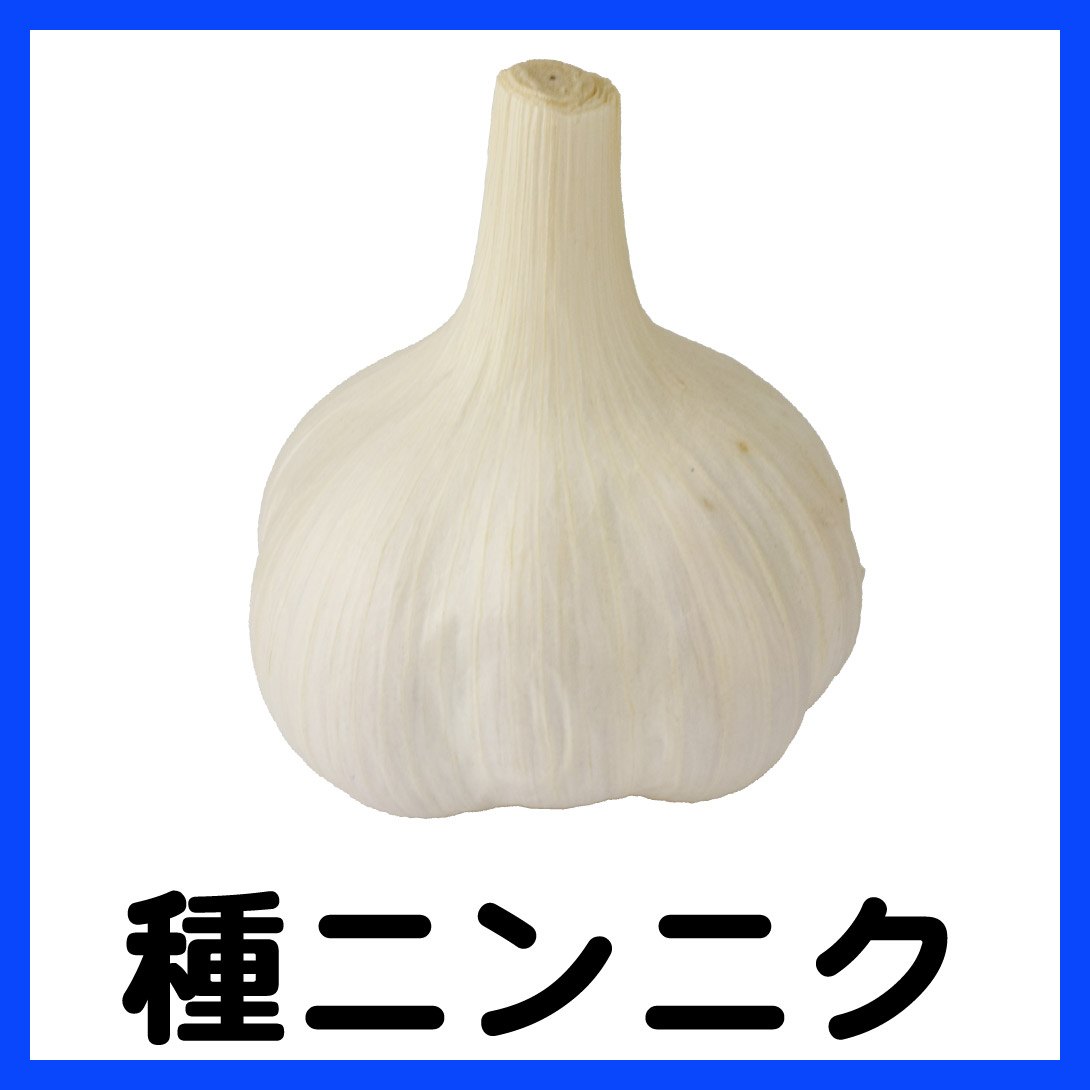 種ニンニク