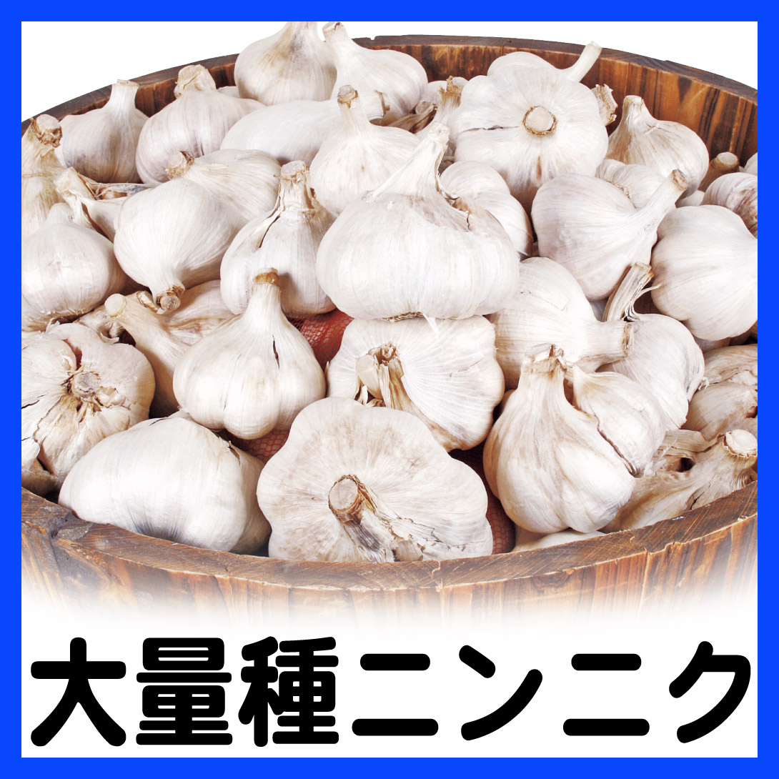 大量種ニンニク