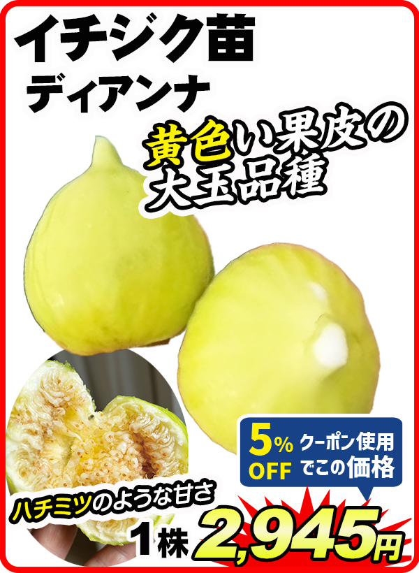 イチジク