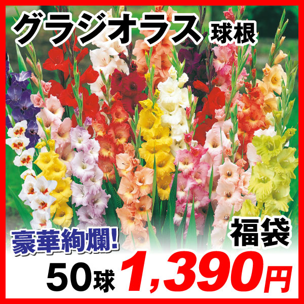 グラジオラス福袋