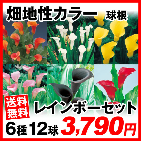 畑地性カラー レインボーセット