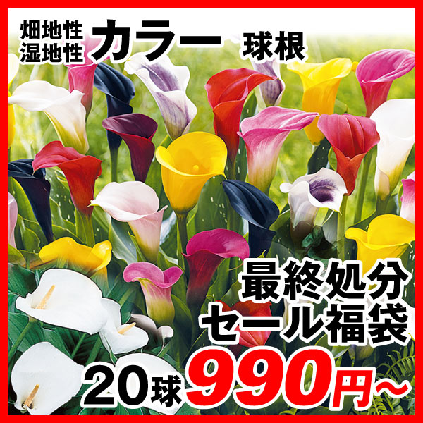 カラー最終処分セール福袋