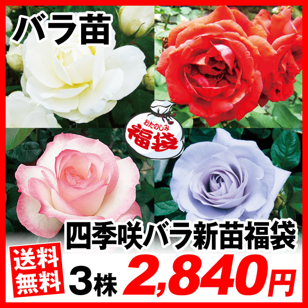 バラ新苗福袋