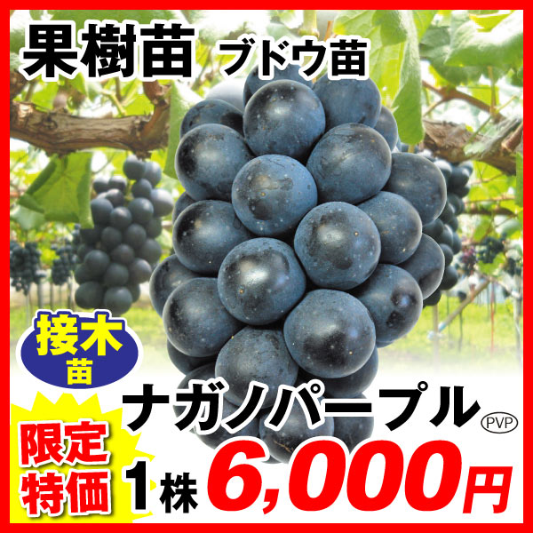 ナガノパープル限定
