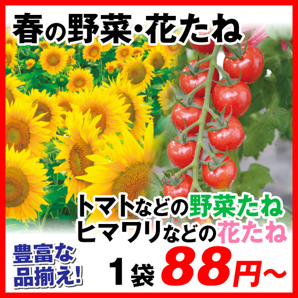 春たね